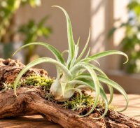 Tillandsia streptophylla L ca. 20 cm – große...