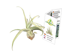 Tillandsia streptophylla L, Tillandsien, Bromeliengewächs