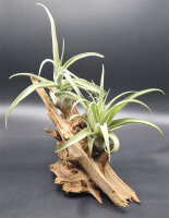 Tillandsia streptophylla L, Tillandsien, Bromeliengewächs