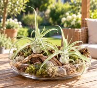 Tillandsia streptophylla L ca. 20 cm – große Luftpflanze ohne Erde
