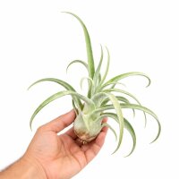 Tillandsia streptophylla L ca. 20 cm – große Luftpflanze ohne Erde