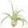 Tillandsia streptophylla L ca. 20 cm – große Luftpflanze ohne Erde