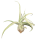 Tillandsia streptophylla L, Tillandsien, Bromeliengewächs