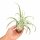 Tillandsia streptophylla L ca. 20 cm – große Luftpflanze ohne Erde