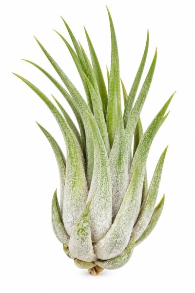 Tillandsia kolbii M ca. 7 cm – Luftpflanze Air Plant für Deko & Terrarium