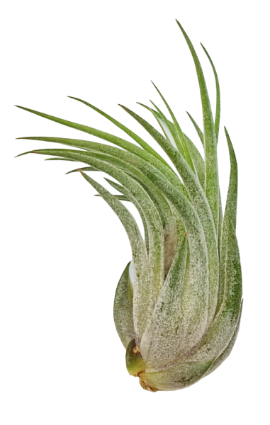 Tillandsia kolbii M
