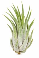Tillandsia kolbii M ca. 7 cm – Luftpflanze Air...