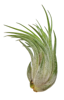Tillandsia kolbii M