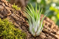 Tillandsia kolbii M ca. 7 cm – Luftpflanze Air...