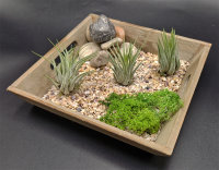 Tillandsia kolbii M