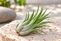 Tillandsia kolbii M ca. 7 cm – Luftpflanze Air Plant für Deko & Terrarium