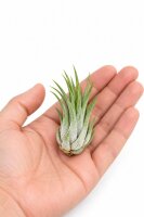 Tillandsia kolbii M ca. 7 cm – Luftpflanze Air Plant für Deko & Terrarium