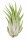 Tillandsia kolbii M ca. 7 cm – Luftpflanze Air Plant für Deko & Terrarium