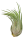 Tillandsia kolbii M