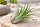 Tillandsia kolbii M ca. 7 cm – Luftpflanze Air Plant für Deko & Terrarium
