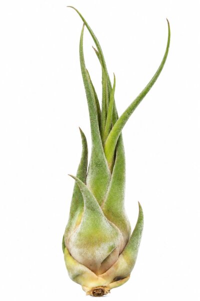 Tillandsia seleriana XL ca. 21 cm – große Luftpflanze – Air Plant