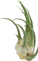 Tillandsia seleriana