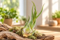 Tillandsia seleriana XL ca. 21 cm – große...