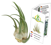 Tillandsia seleriana