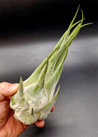 Tillandsia seleriana