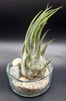 Tillandsia seleriana