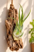 Tillandsia seleriana XL ca. 21 cm – große Luftpflanze – Air Plant