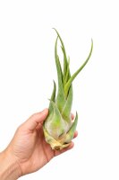 Tillandsia seleriana XL ca. 21 cm – große Luftpflanze – Air Plant