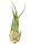 Tillandsia seleriana XL ca. 21 cm – große Luftpflanze – Air Plant
