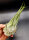 Tillandsia seleriana