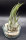 Tillandsia seleriana