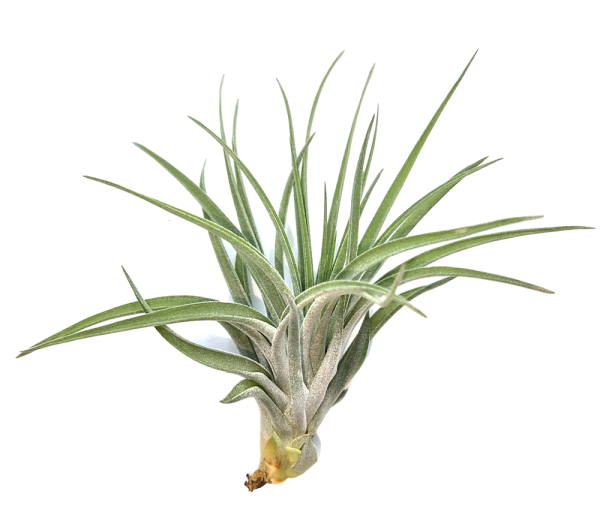 Tillandsia kammii