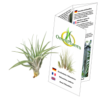Tillandsia kammii
