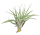 Tillandsia kammii