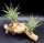 Tillandsia kammii